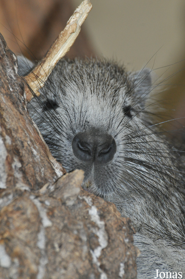 Capromys pilorides