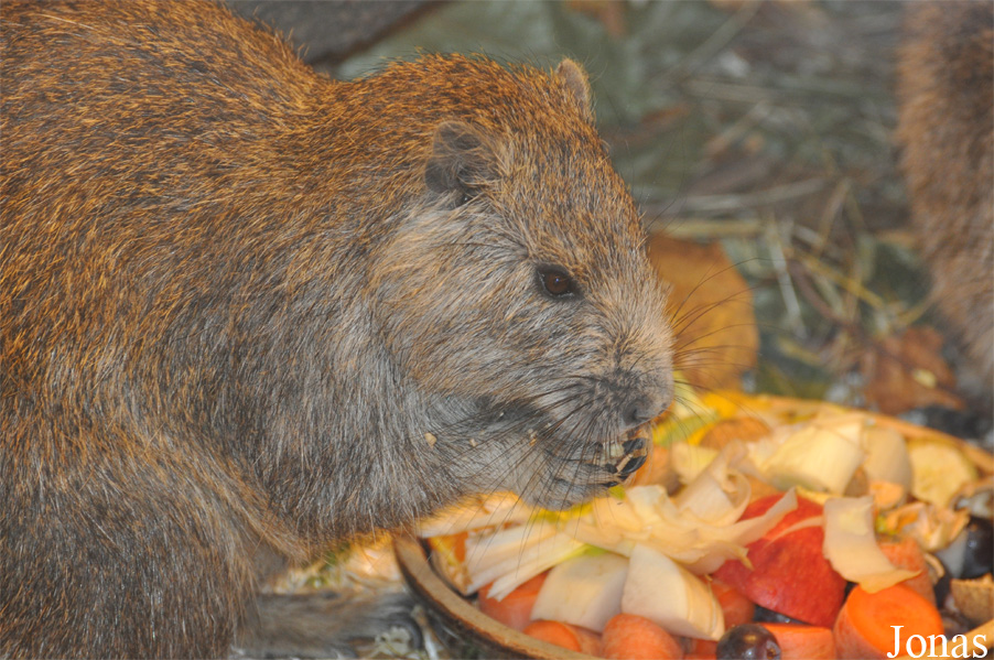 Capromys pilorides