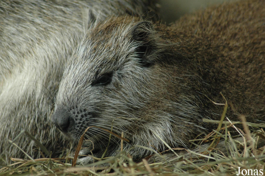 Capromys pilorides