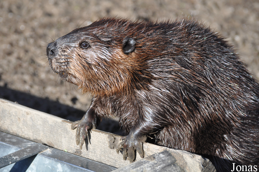 Castor canadensis