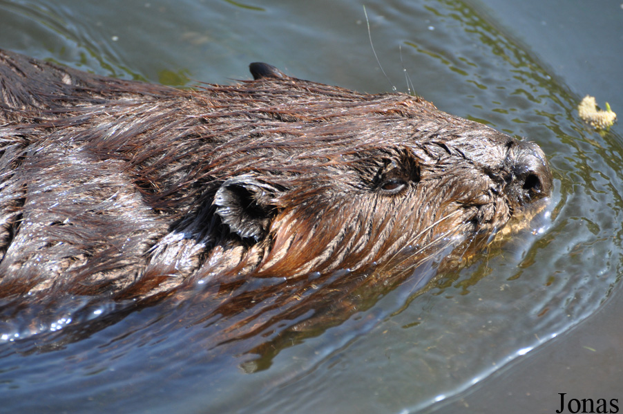 Castor canadensis