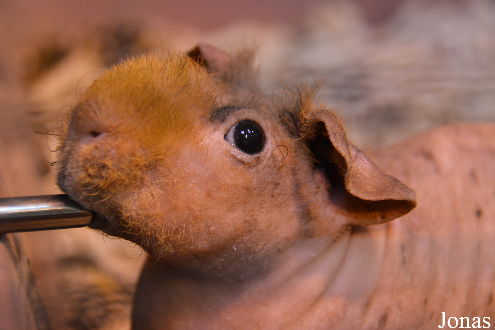 Cavia porcellus