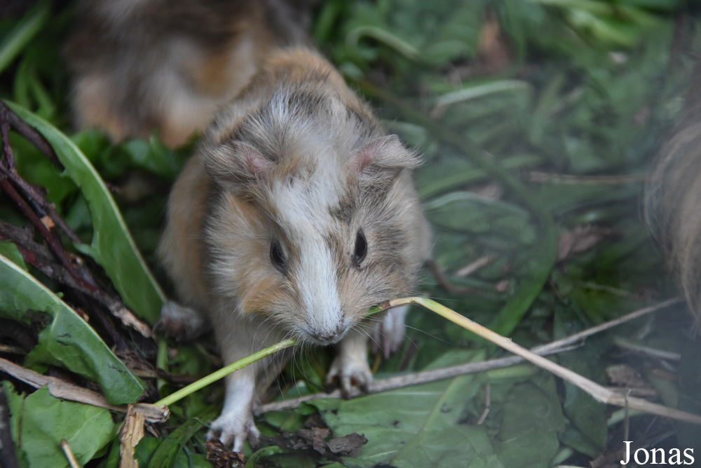 Cavia porcellus