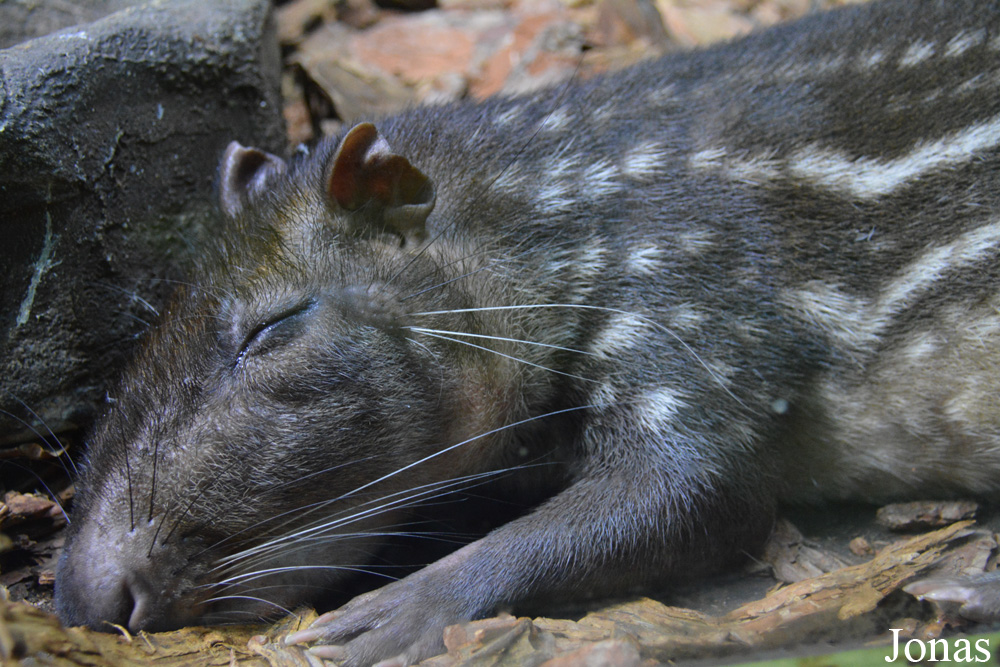 Cuniculus paca