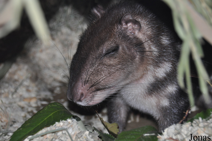 Cuniculus paca