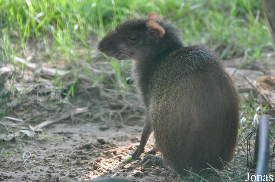 Dasyprocta leporina