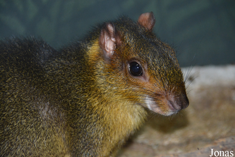 Myoprocta pratti