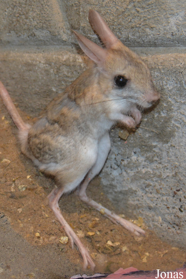 Orientallactaga sibirica
