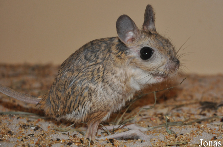 Jaculus orientalis