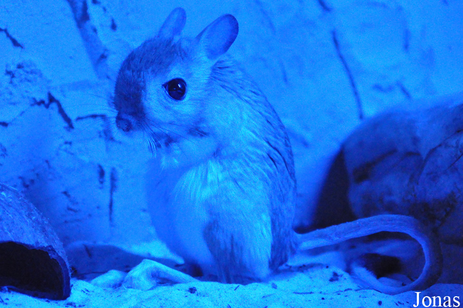 Jaculus orientalis