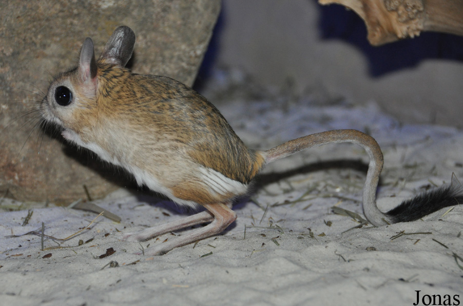 Jaculus orientalis