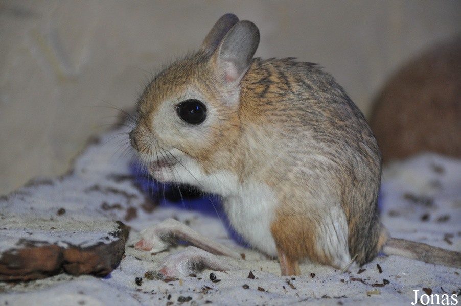 Jaculus orientalis