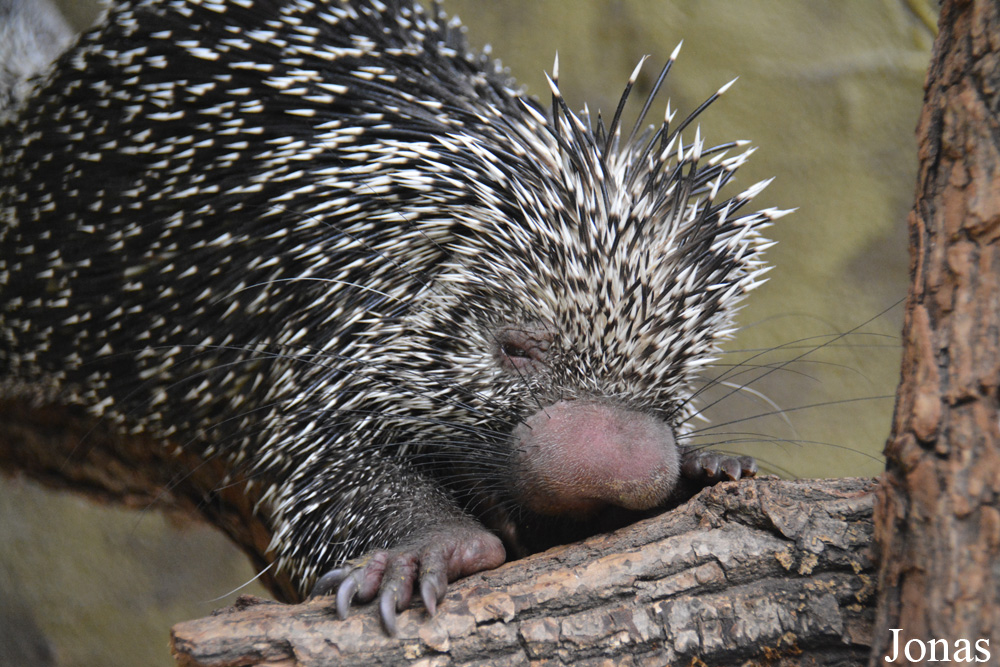 Coendou prehensilis