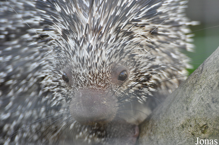 Coendou prehensilis