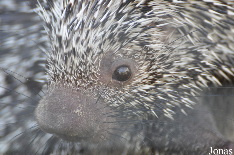 Coendou prehensilis
