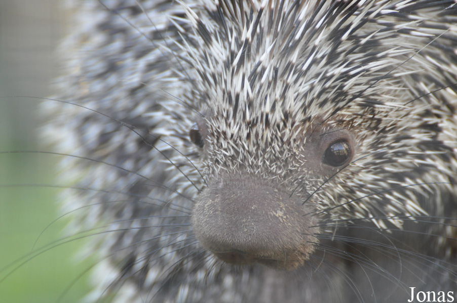 Coendou prehensilis