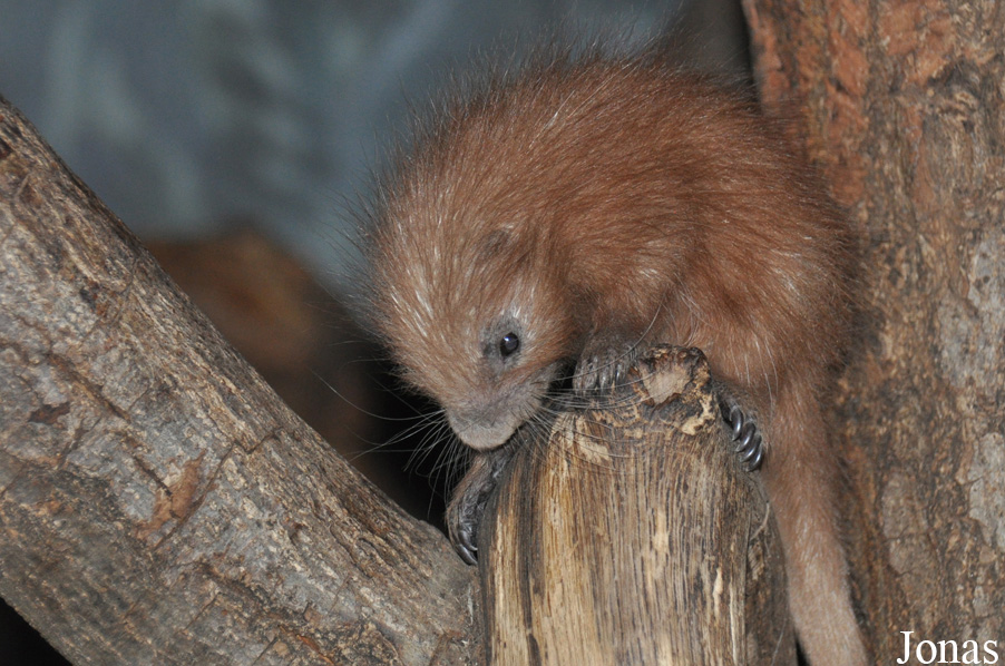 Coendou prehensilis