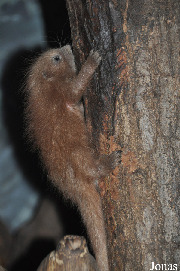 Coendou prehensilis