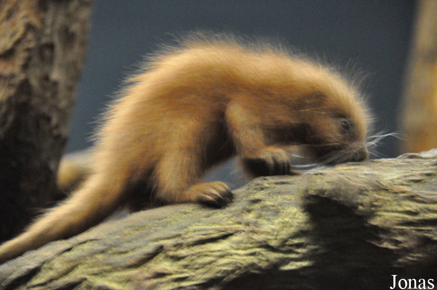 Coendou prehensilis