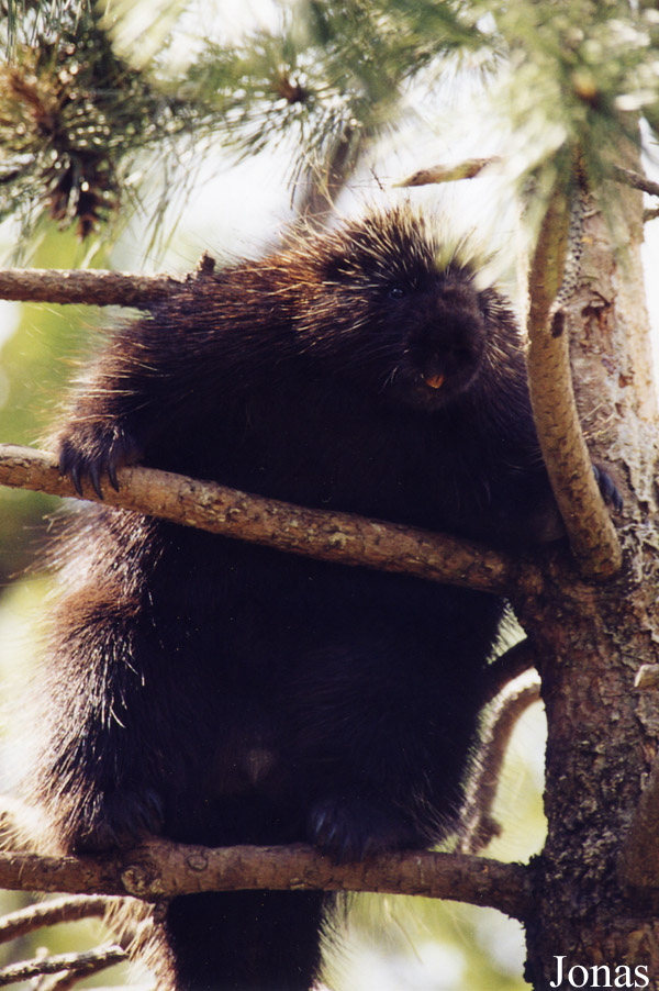 Erethizon dorsatum