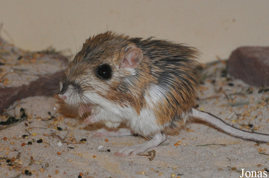 Dipodomys merriami