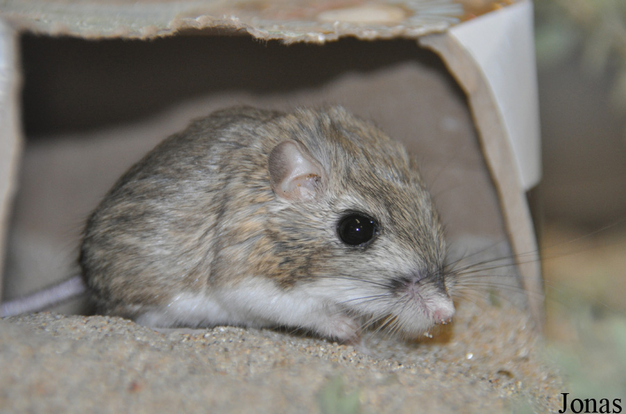 Dipodomys nitratoides nitratoides