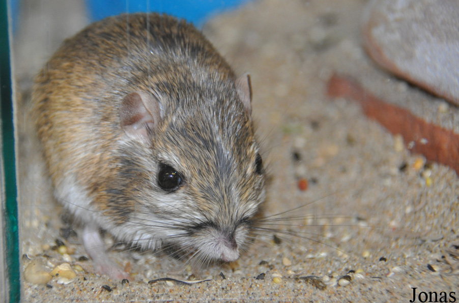 Dipodomys nitratoides nitratoides