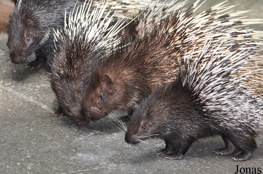 Hystrix brachyura
