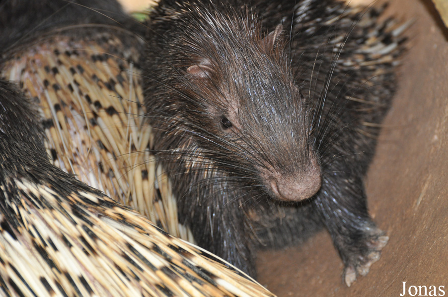 Hystrix brachyura