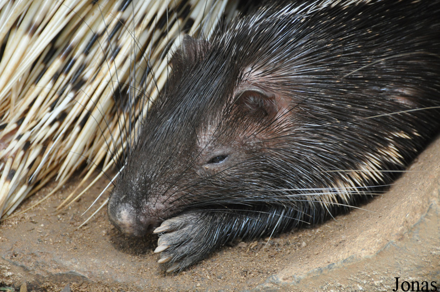 Hystrix brachyura