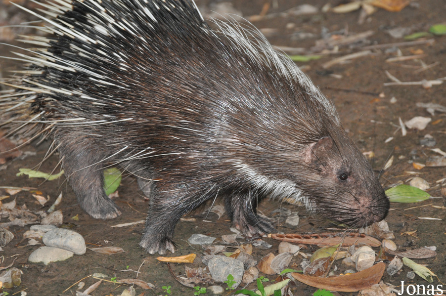Hystrix brachyura