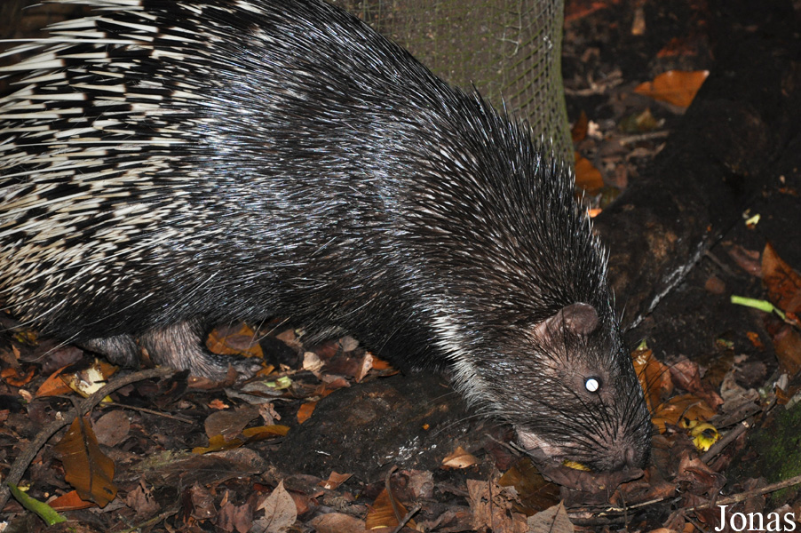 Hystrix brachyura