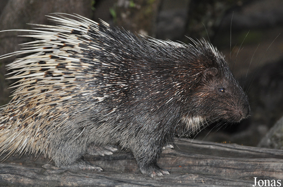Hystrix brachyura