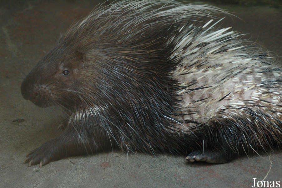 Hystrix brachyura hodgsoni