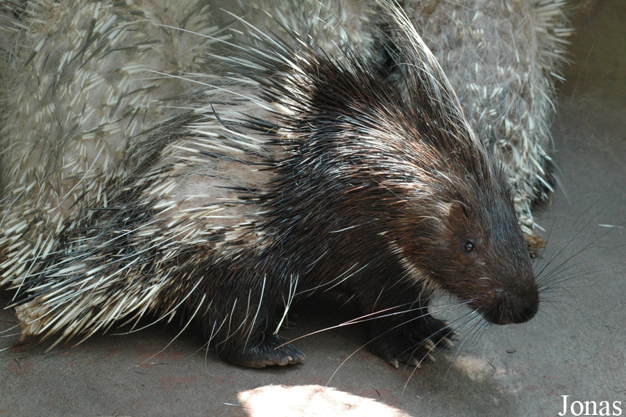 Hystrix brachyura hodgsoni