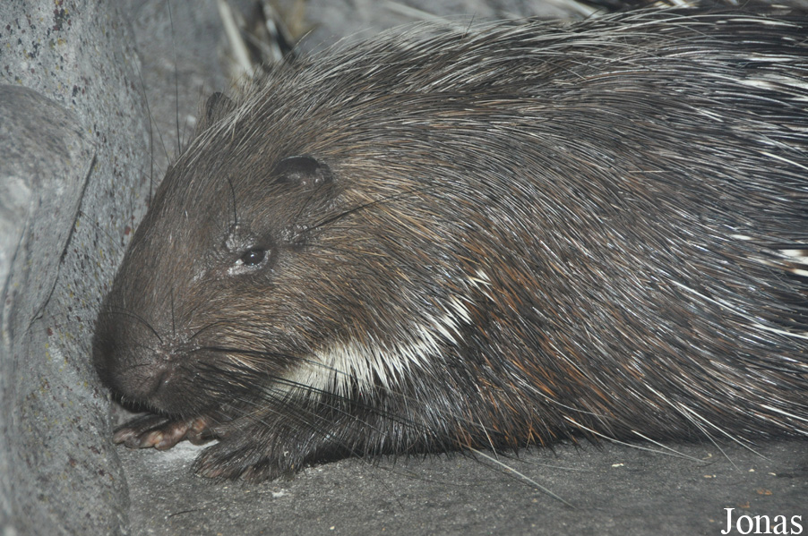 Hystrix brachyura hodgsoni