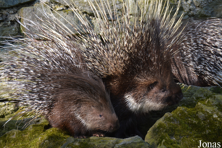 Hystrix indica