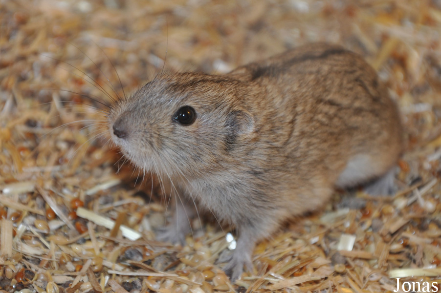 Lagurus lagurus
