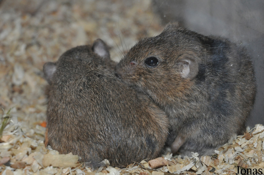 Lasiopodomys brandtii