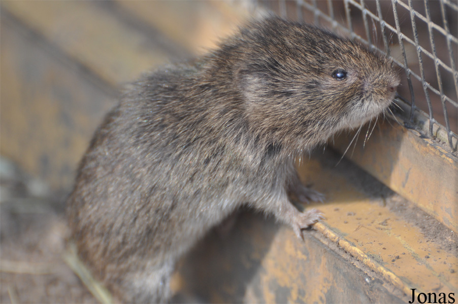 Microtus fortis