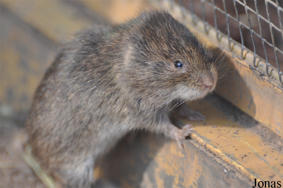 Microtus fortis