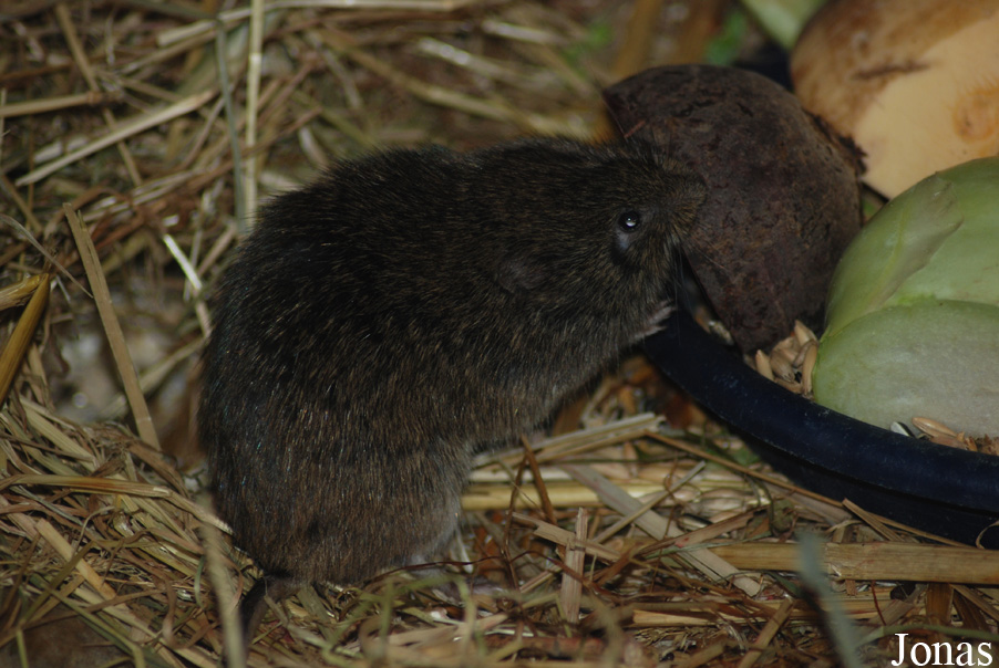 Microtus fortis