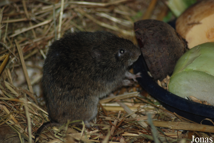 Microtus fortis