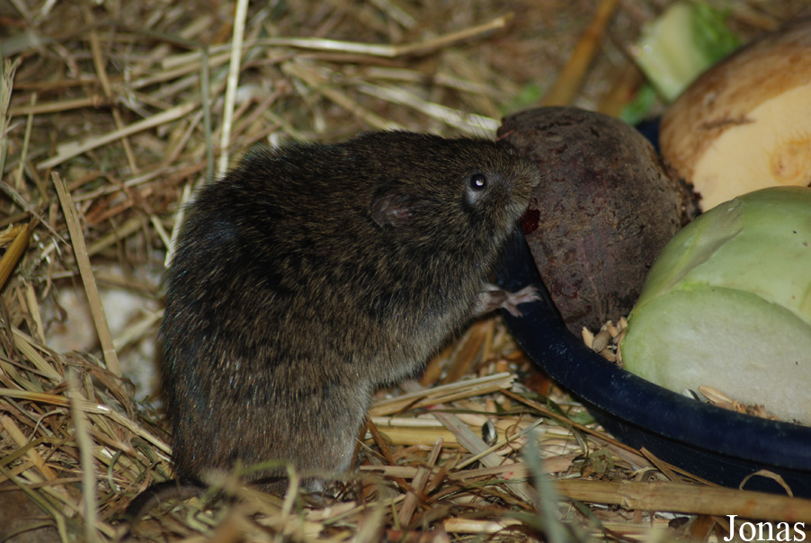 Microtus fortis