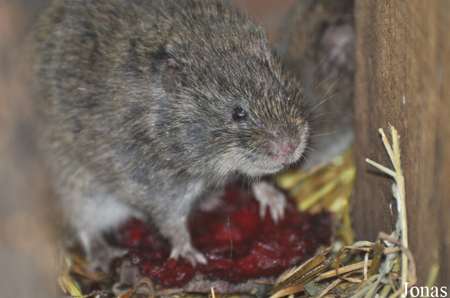 Microtus fortis