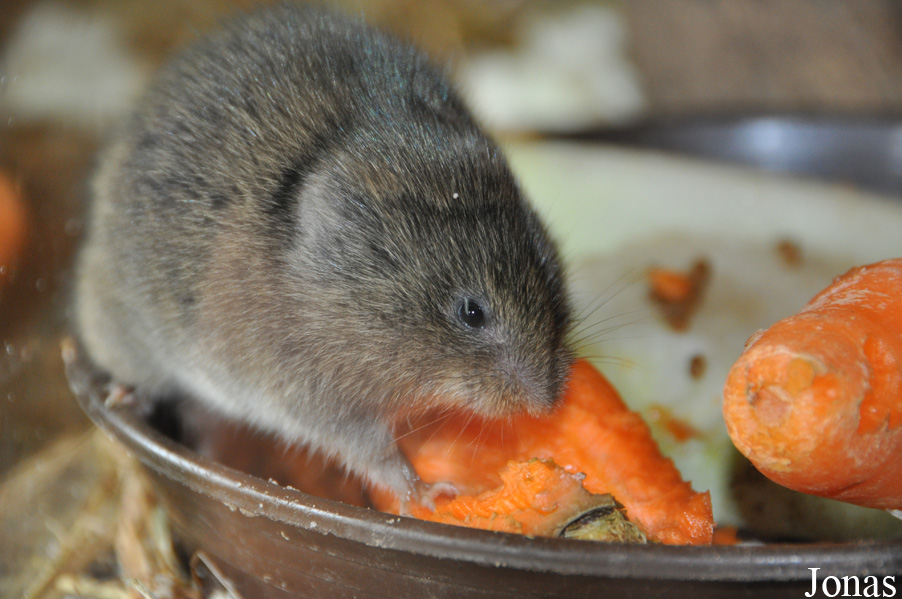 Microtus fortis