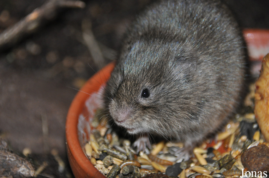 Microtus fortis