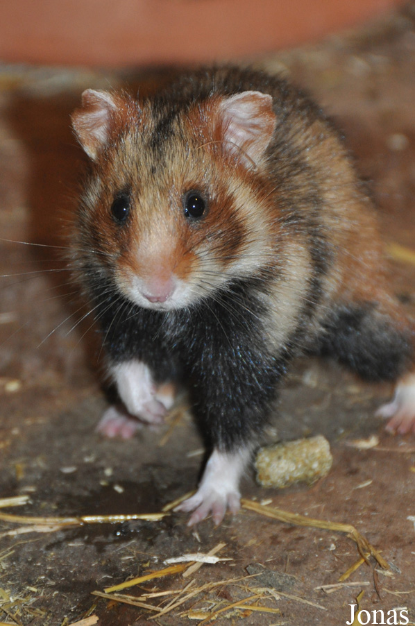 Cricetus cricetus
