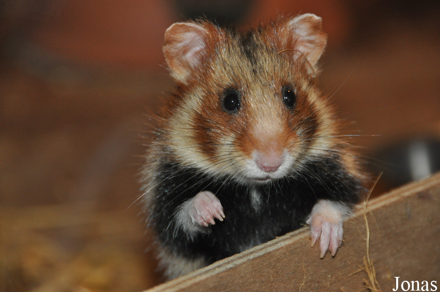 Cricetus cricetus