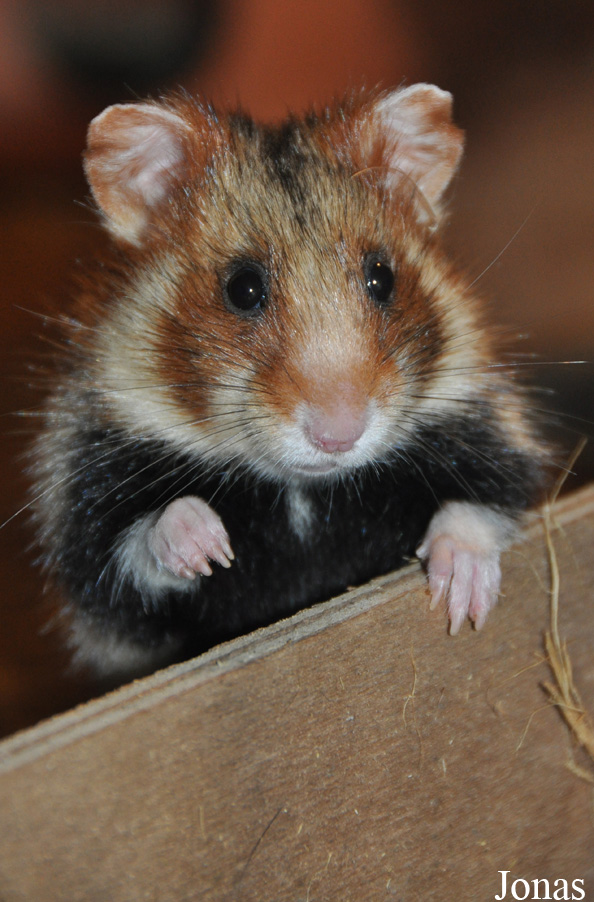 Cricetus cricetus